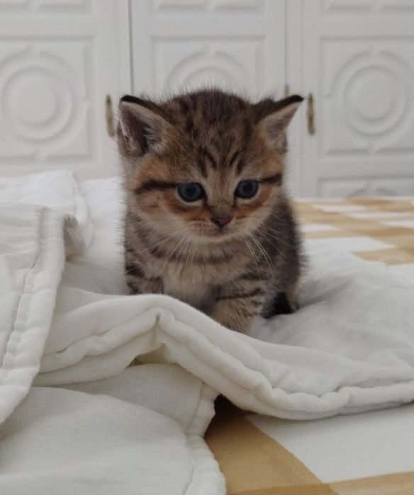Gatinho British Shorthair Tabby