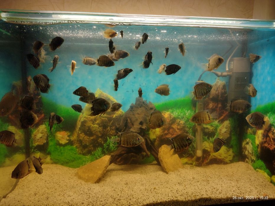 Северум красноплечий