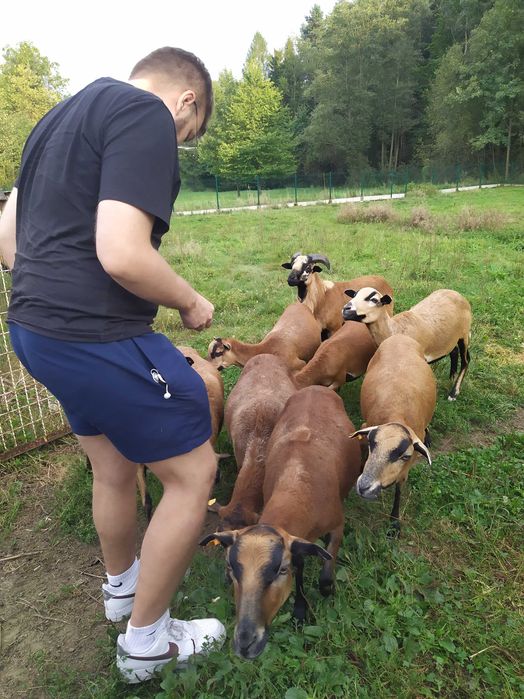 Owce kameruńskie niepokrytych