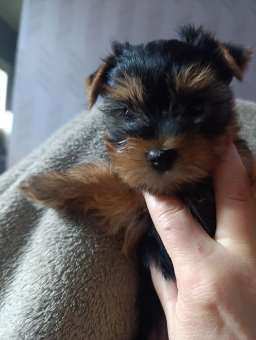 Тендітна дівчинка міні йорк