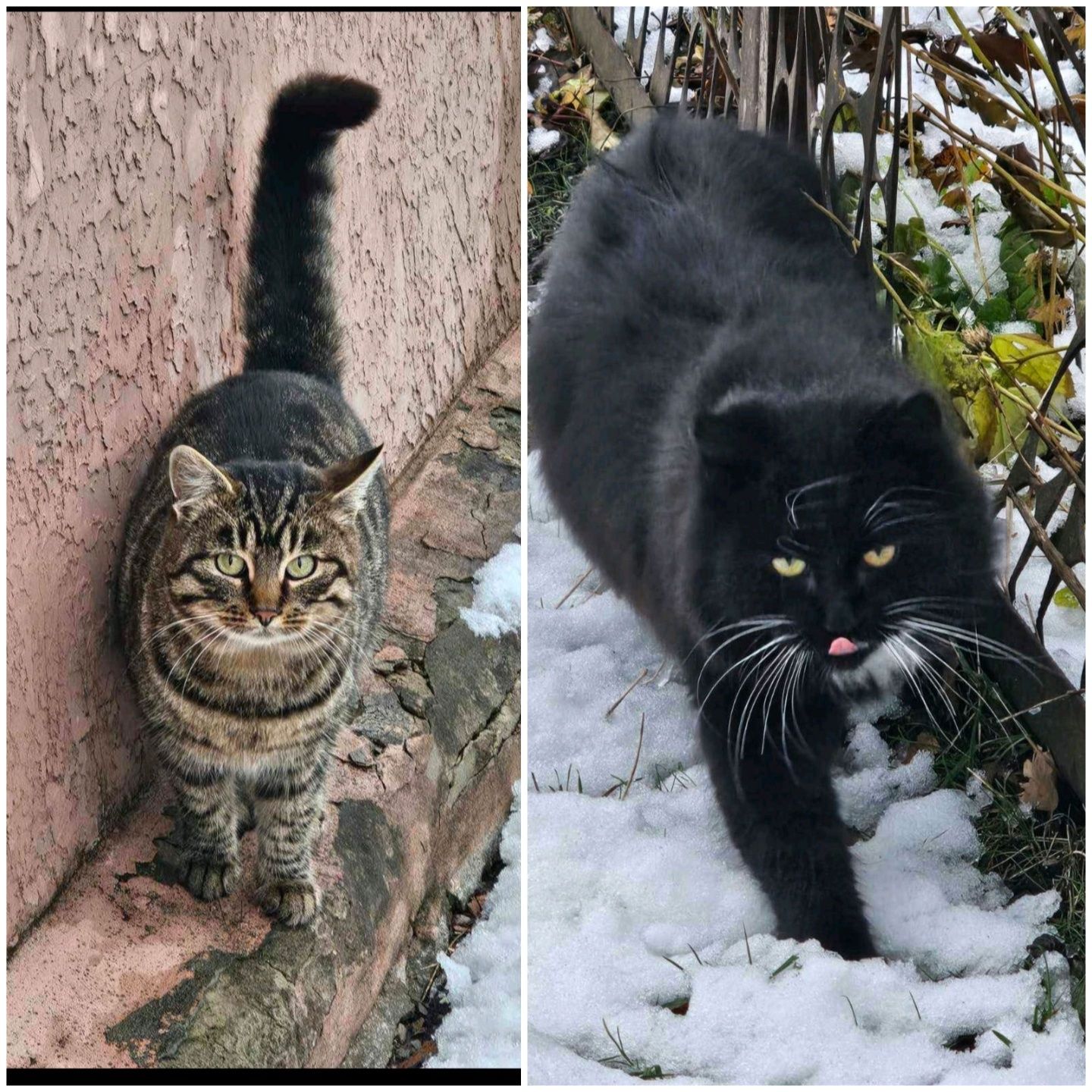 Молоденькі котики хлопчики шукають дім.