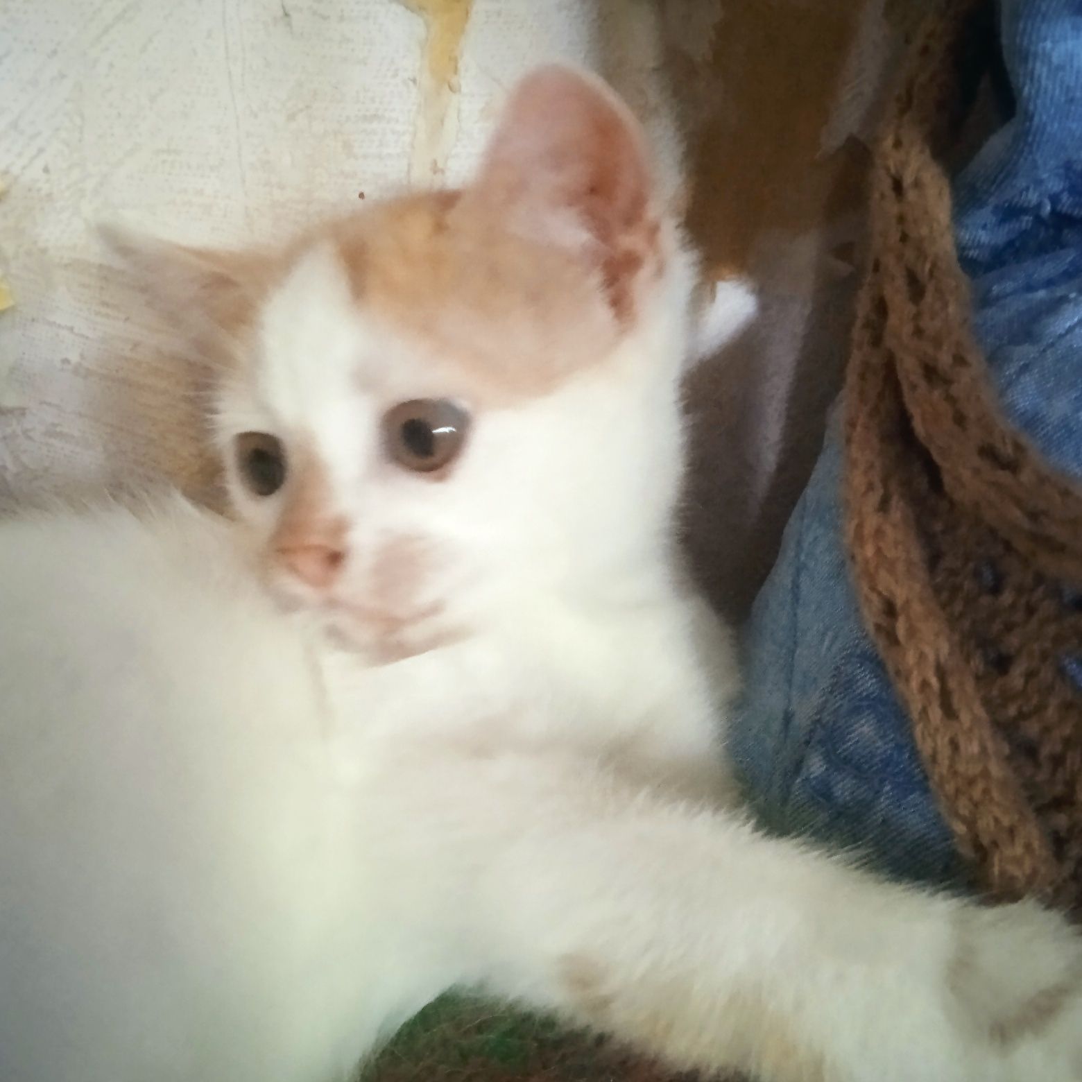 Одам в хорошие руки котенка