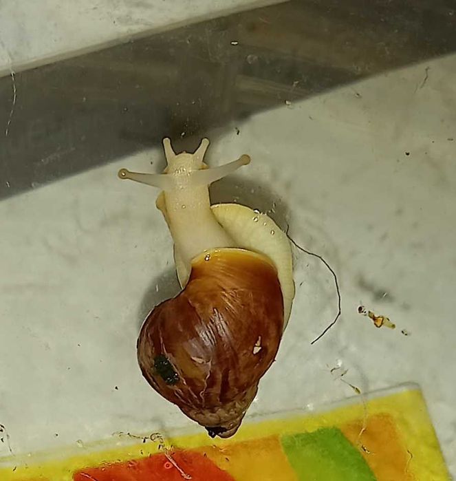Albino Achatina afrykańskie ślimaki olbrzymy