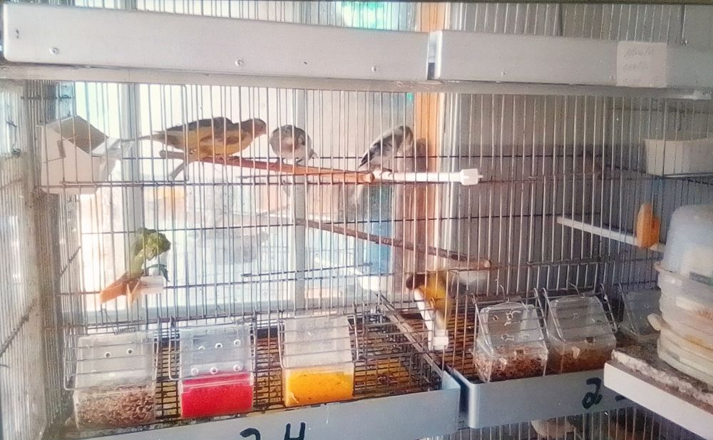 Vendo Canários Timbrado Espanhol, e Amarelos Belga.