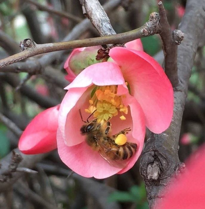 Хеномелес.Айва японська