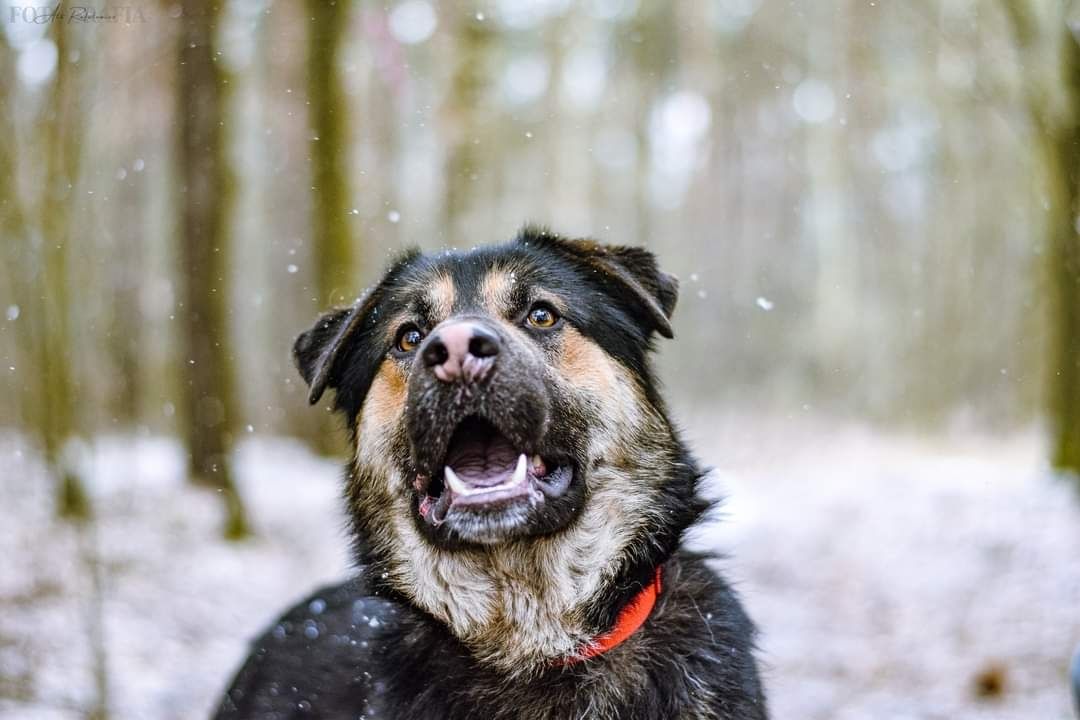 Piękny pies szuka domu