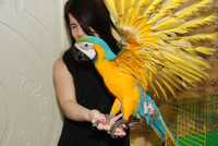 Ара сине-желтый ручные говорящие попугаи ара