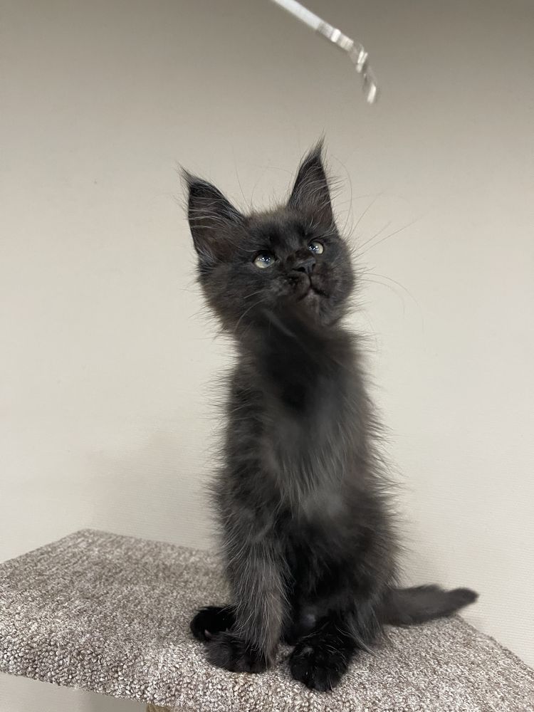Кошенята Мейн кун!
