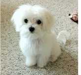 Bichon Maltês sublime