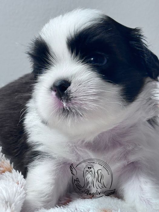 Shih Tzu piękny piesek mahoniowo bialy