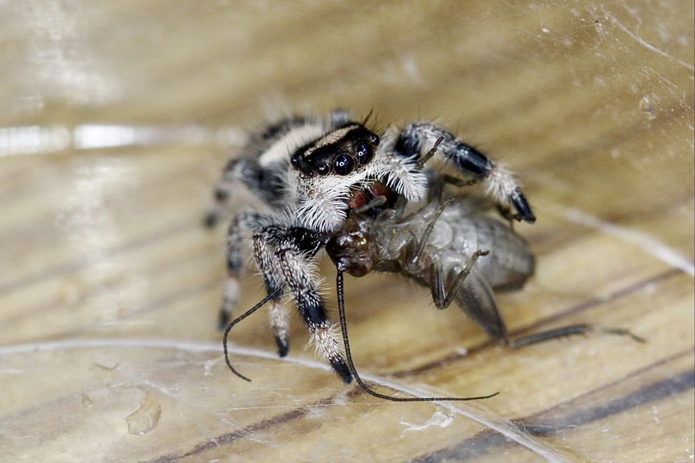 Skakuny Królewskie L7, phidippus regius wysyłka