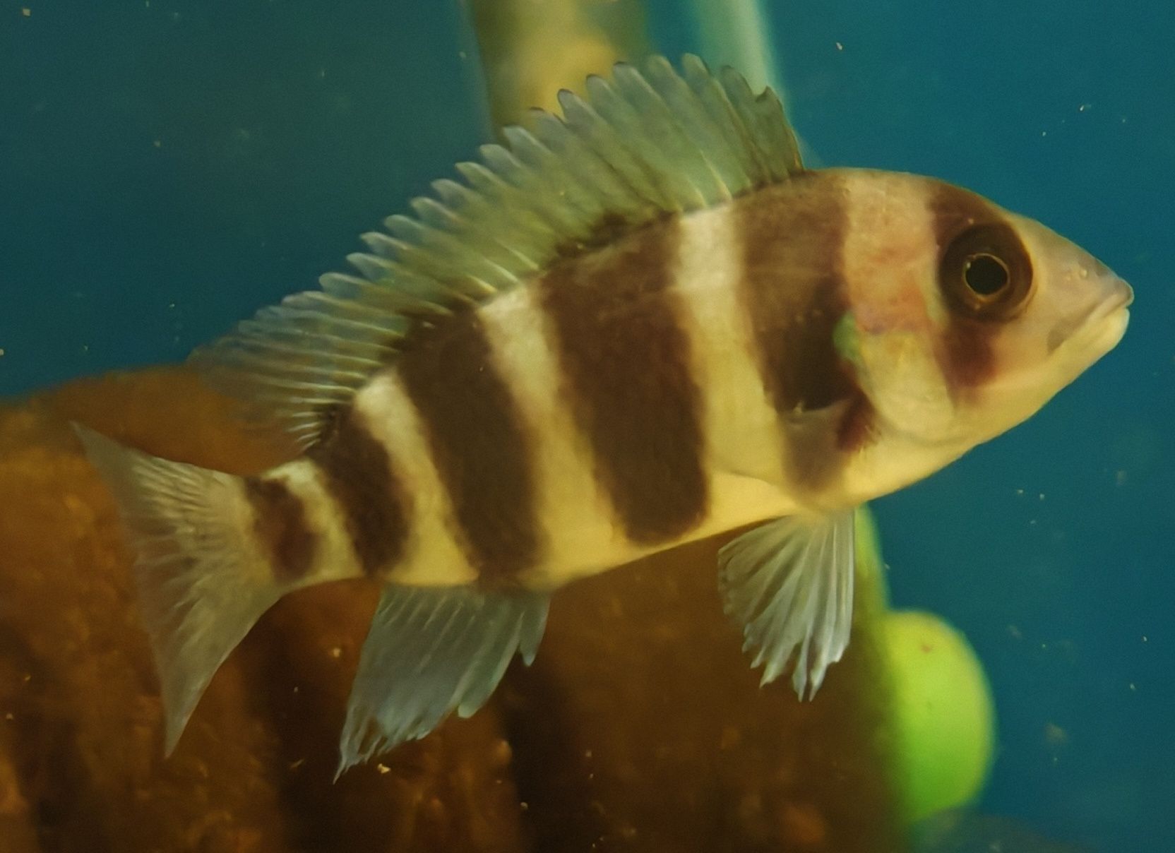 Pyszczak hełmiasty frontosa Aquafizz Creative