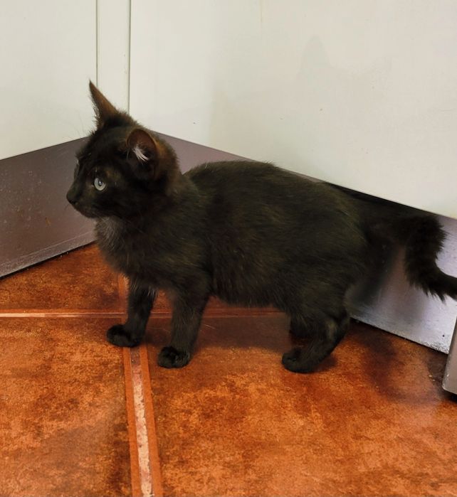 Gatinho para adopção