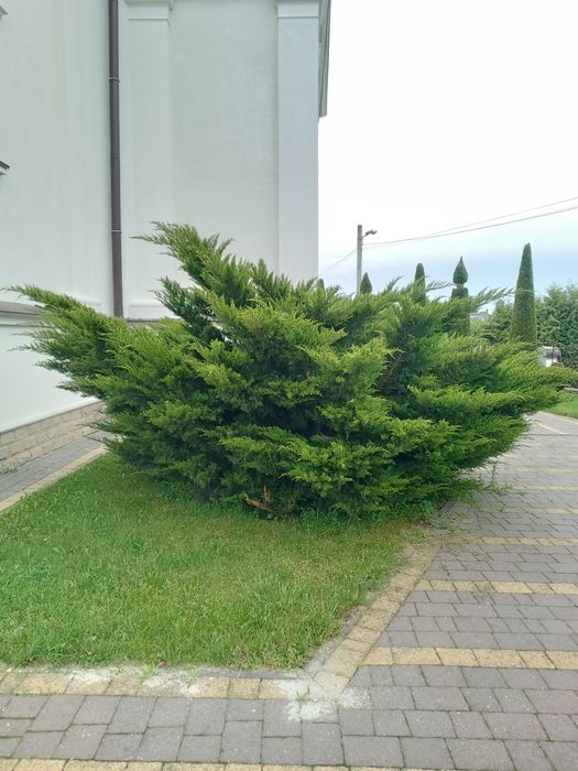 Бонсай, нівакі, топіар, стрижка, догляд