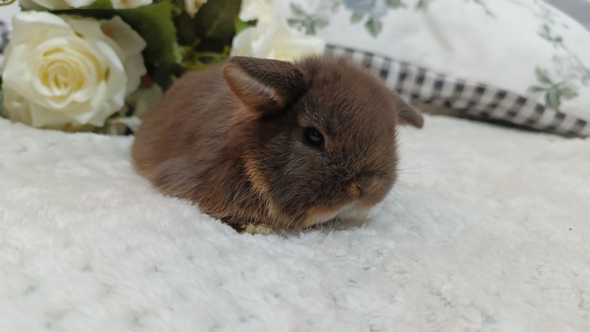 Mini lop króliki karzełek miniaturka baranek