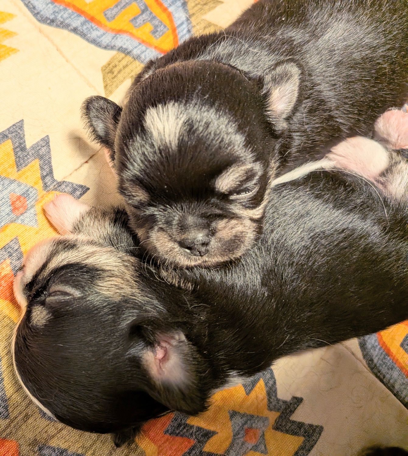 Chihuahua długowłosy FCI