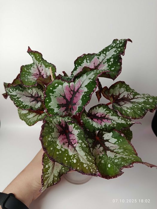 Maria Plants Begonia Alaska Greek