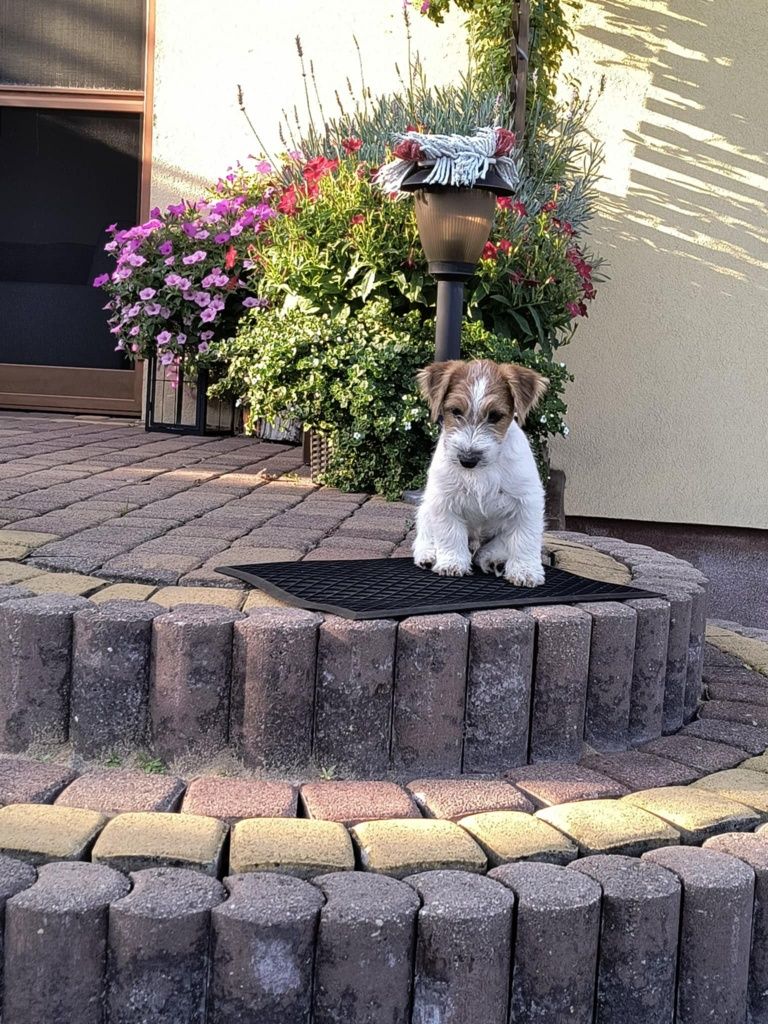 Jacek Russell Terrier  ZKWP  FCI oddział Częstochowa