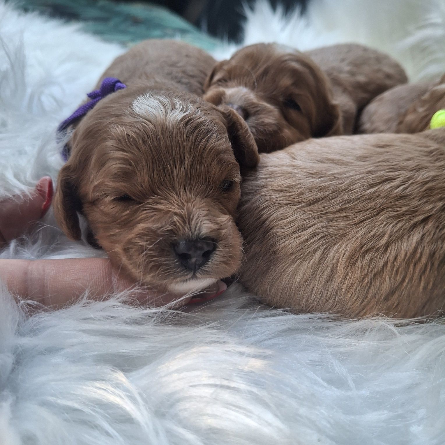 Cavapoo F1 piesek