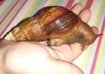 Achatina afrykańskie ślimaki olbrzymy
