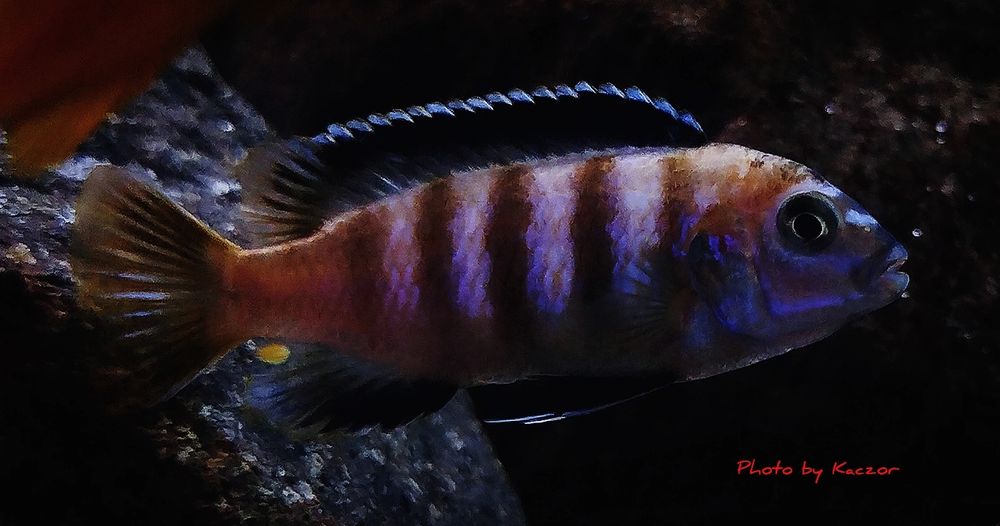 Pyszczaki Chindongo Saulosi Taiwan Reef samce