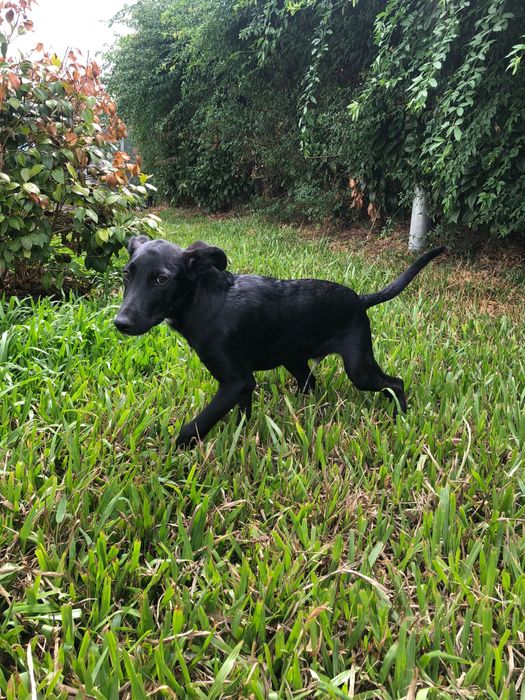 Eça - cachorro para adoção de porte medio
