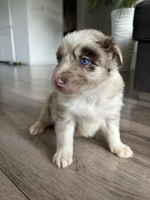 Border Collie Lilac Merle Sunia