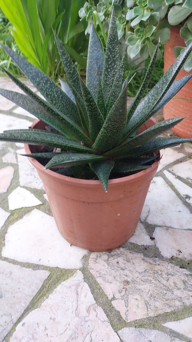 Flores vaso  médio