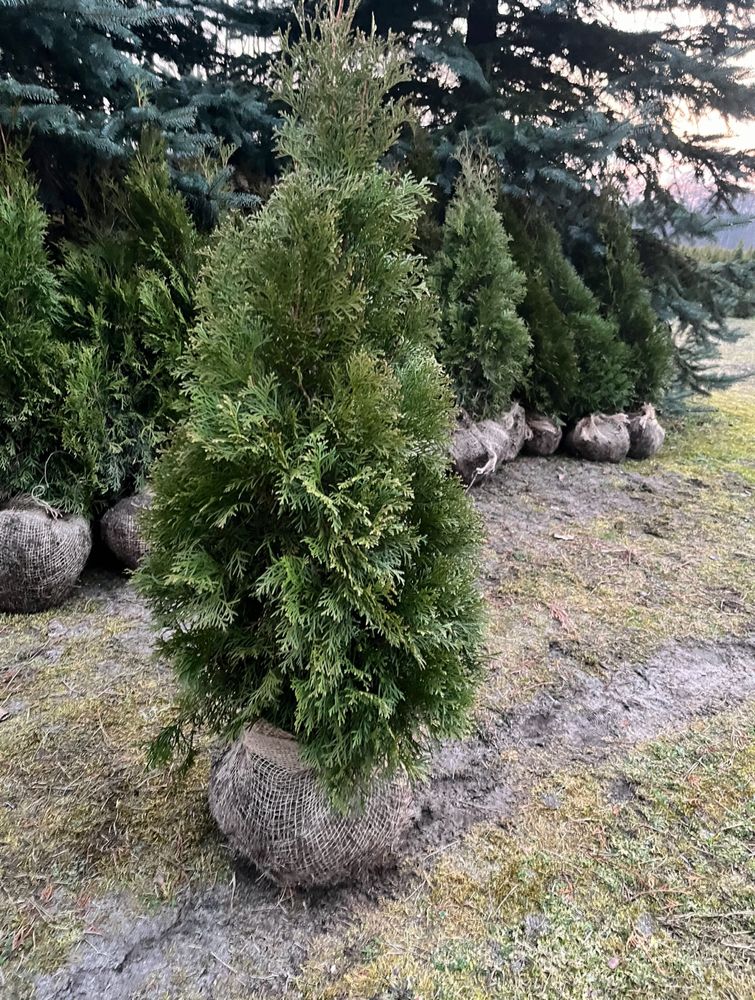 Tuje szmaragd PRODUCENT