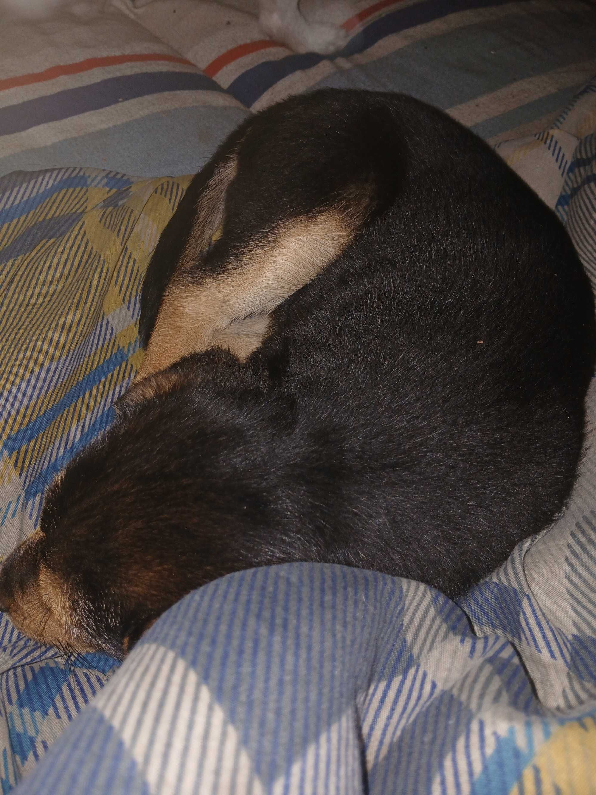 Oddam pieska w dobre ręce