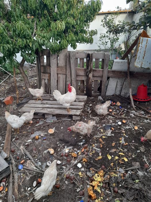 Vendo Galos brancos