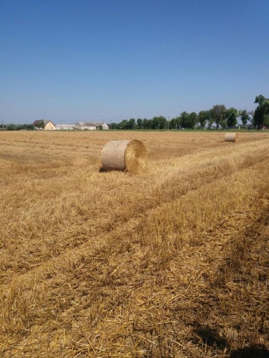 Sprzedam słomę suchą w belach. Posiadam transport