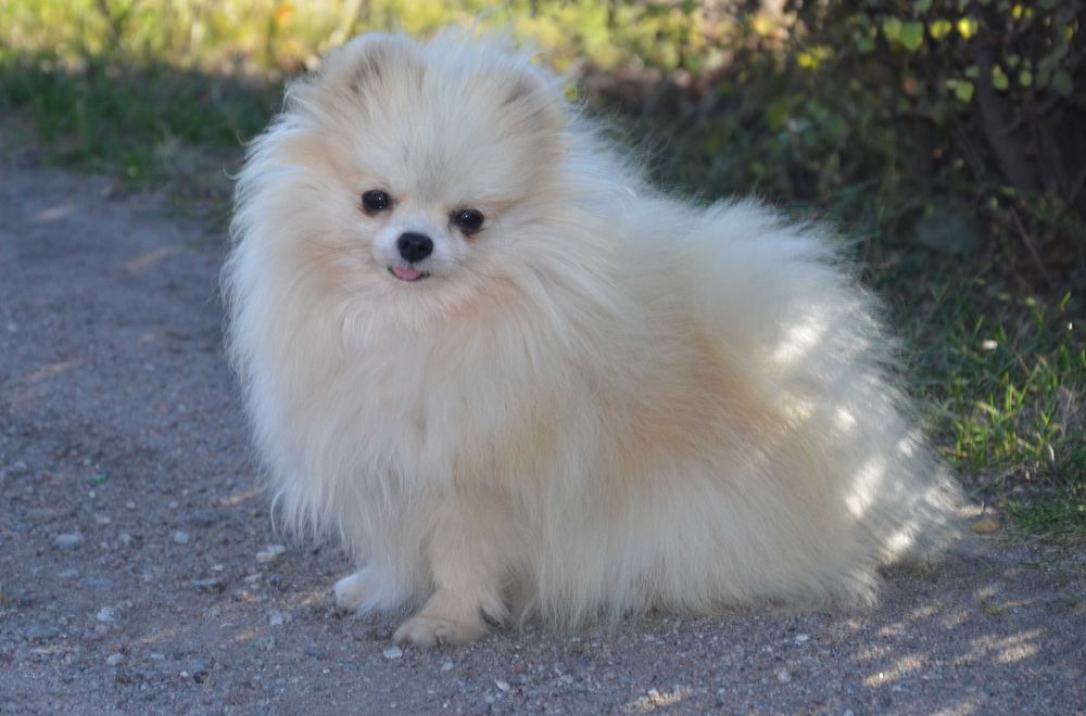 Мини девочка в семью.