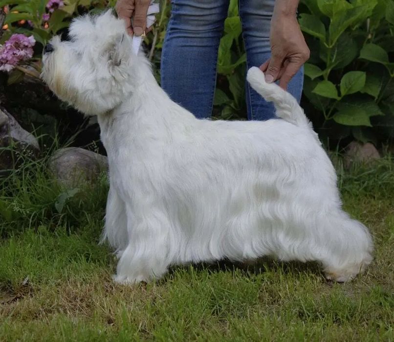 West highland white terrier FCI oddam za darmo