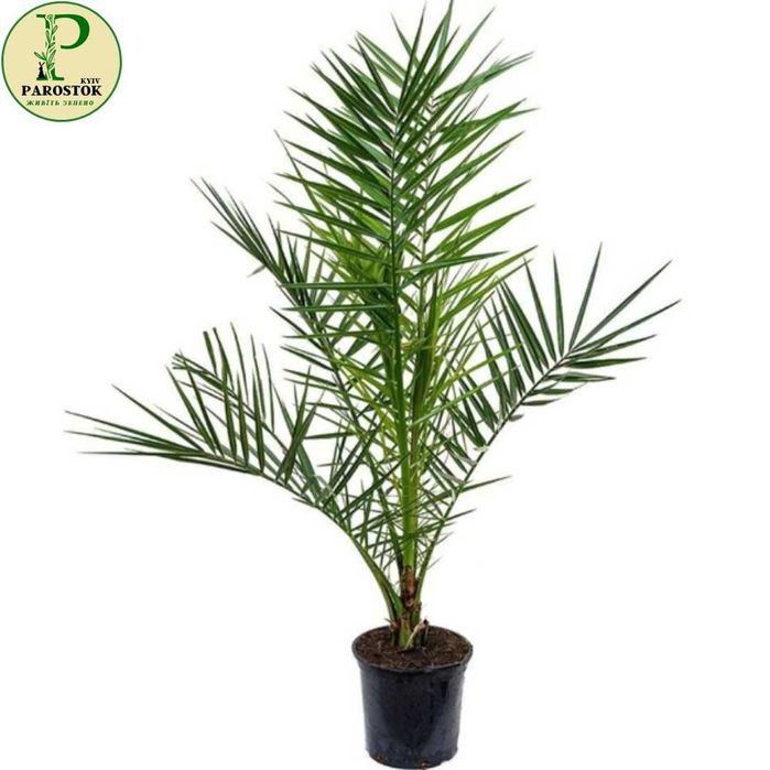 Пальма. Хамедорея Елеганс. Арека. Хризалідокарпус. Фінікова Пальма.