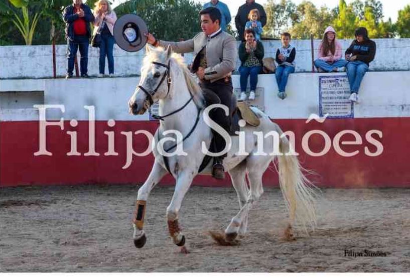 Vendo cavalo cruzado.