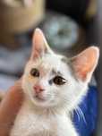 Kociaki do adopcji