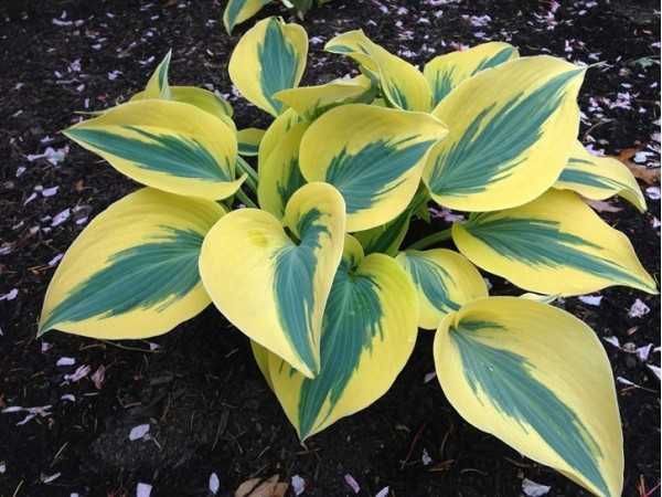 Funkia 'Autumn Frost' Hosta