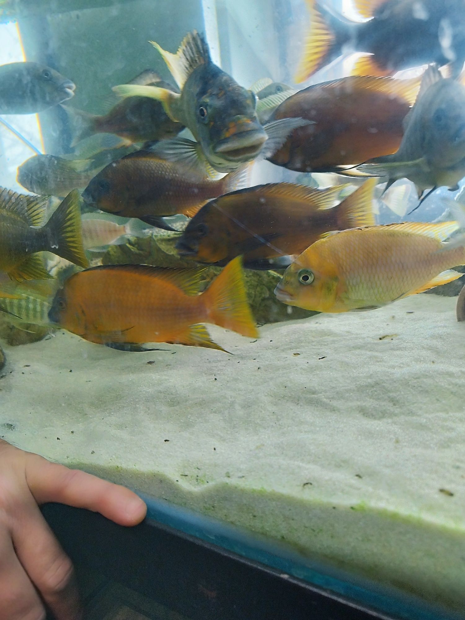 Petrochromis Red Bull point tanganika