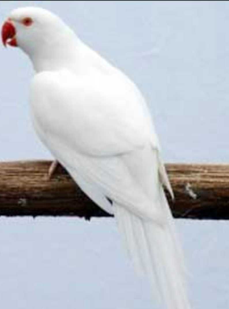 Ring neck branco albino