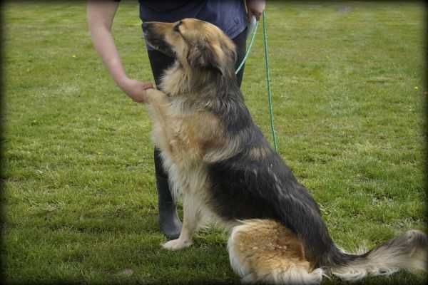 Piękna Nina poleca się do adopcji