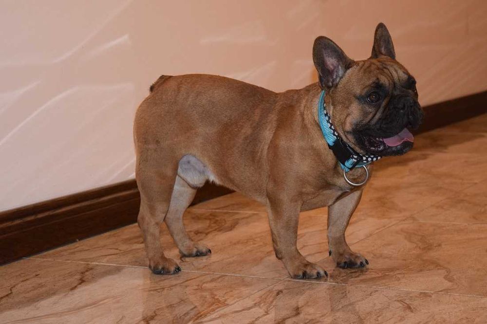 Buldog Francuski Suczka