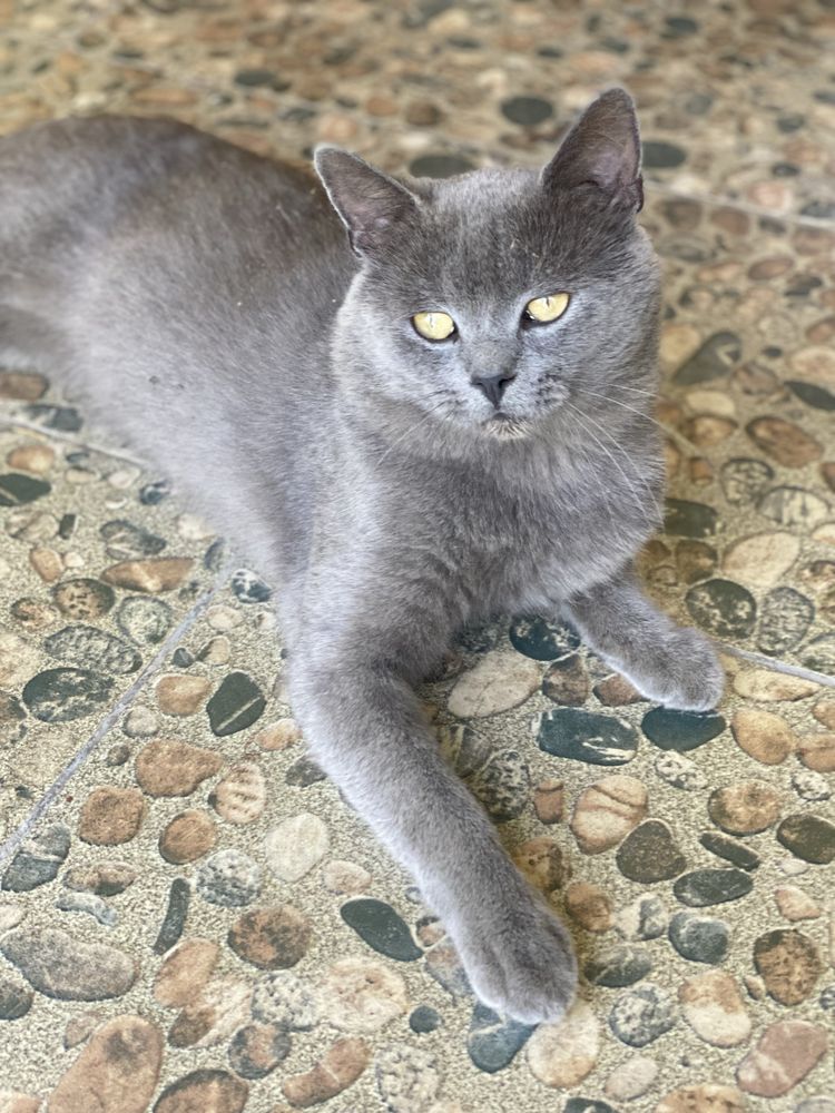 Шотландские вислоухие котята