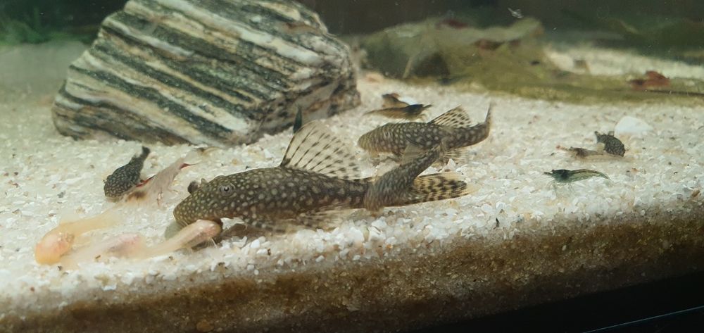 Nie aktualne Zbrojnik glonojad czarny ok.4 cm młode