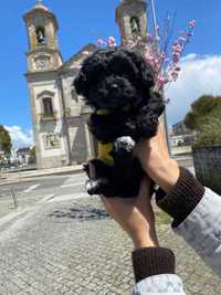 Micro! Cachorro Maltipoo, Yorkie, Toy Poodle com 2 meses de idade