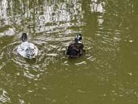 Spraedam kaczki call duck