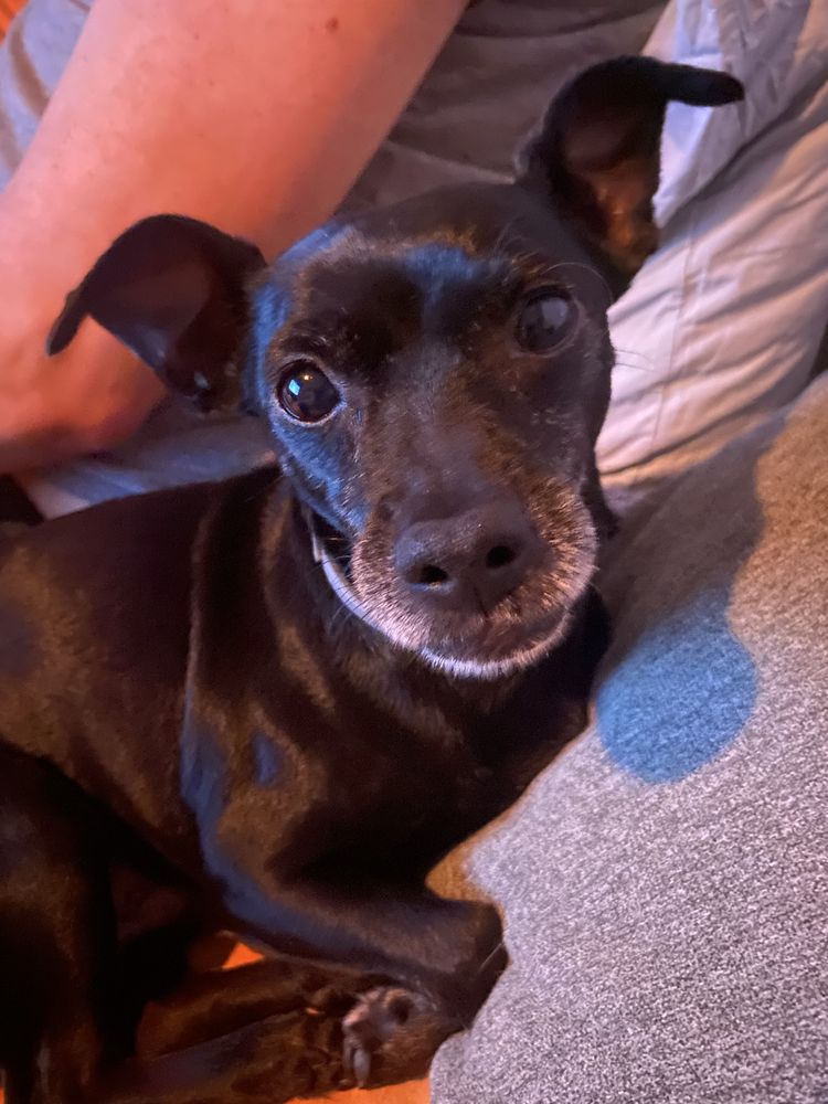 Pet Sitting e Dog Walking