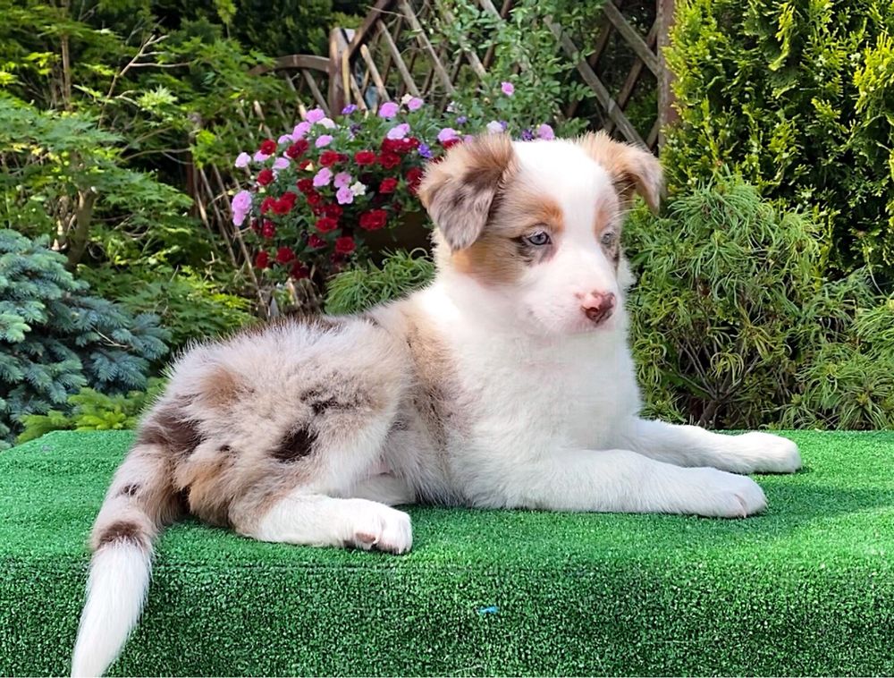 Suczka Border Collie ZKwP. FCI