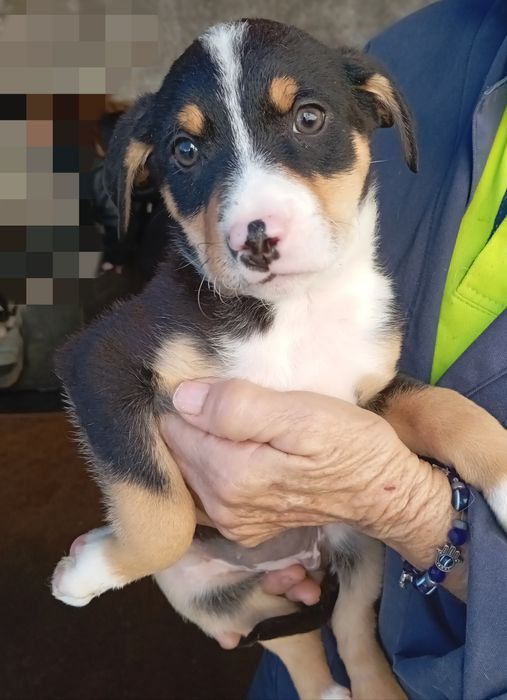 Bebés para adoção responsável