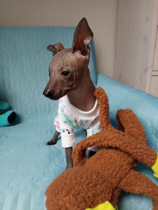 Nagi pies meksykański xolo miniatura